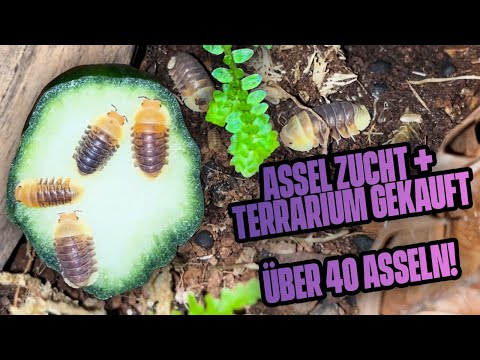Rubber Ducky Assel Zucht + Terrarium gekauft und vermehrt! Über 40 Asseln.
