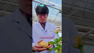 Korean Roses Taking Over the World 🌹 | Gyeonggi-do’s Stunnin…