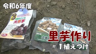 R6年度　里芋づくり　＃１植えつけ