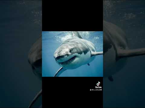 Soñar con tiburones #tiburones  #significadodelossueños #miedo