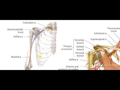 Suprascapular artery
