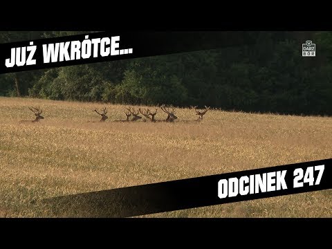Darz Bor zapowiedź odcinka 247