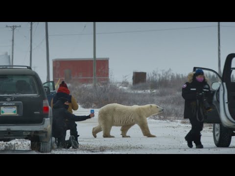 Tráiler de Nuisance Bear (2021)