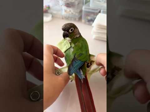 How to Change Bird Diapers 😷 #goodtoknow #lifehacks #vet #medicine #diapers #funfacts #petcare