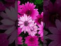 Ootha Ootha Poo Song Whatsapp Status Love Song