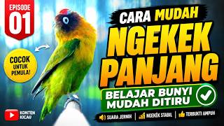 Download lagu Suara Lovebird Ngekek Panjang ini Paling Cepat Bikin BUNYI, PUTAR SEKALI NYAUTNYA GAK CUKUP SEKALI mp3 Download lagu Suara Lovebird Ngekek Panjang ini Paling Cepat Bikin BUNYI, PUTAR SEKALI NYAUTNYA GAK CUKUP SEKALI mp3