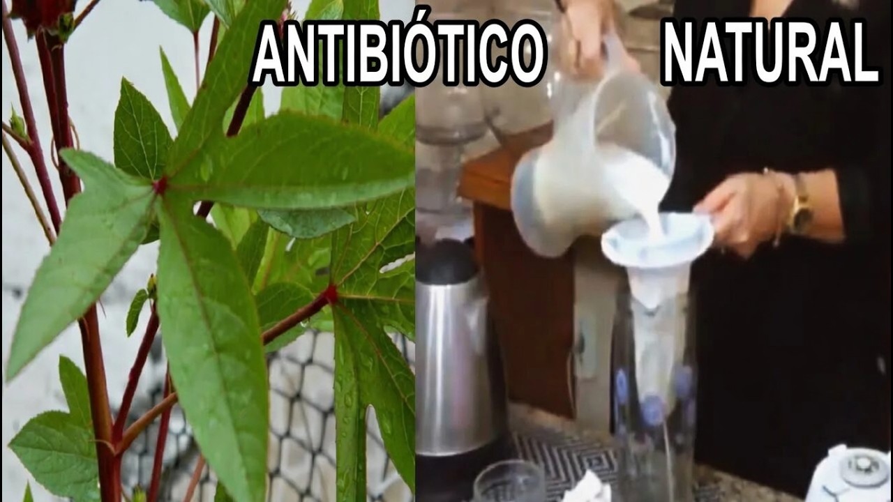 Regula o COLESTEROL, Acaba com Infecções, Cistos, Fortalece CORAÇÃO, OSSOS 💖 MARILENE SARAH FIALHO