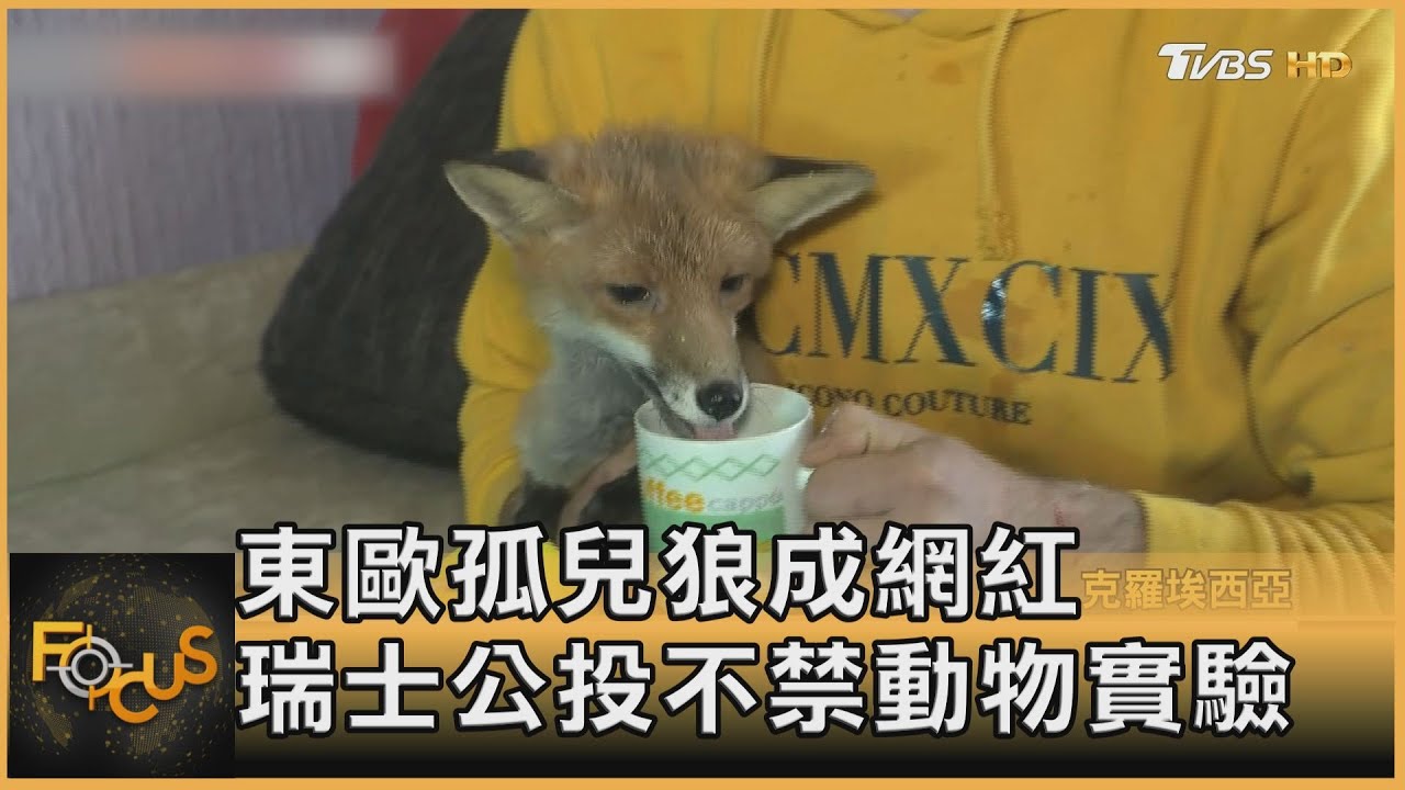 東歐孤兒狼成網紅 瑞士公投不禁動物實驗