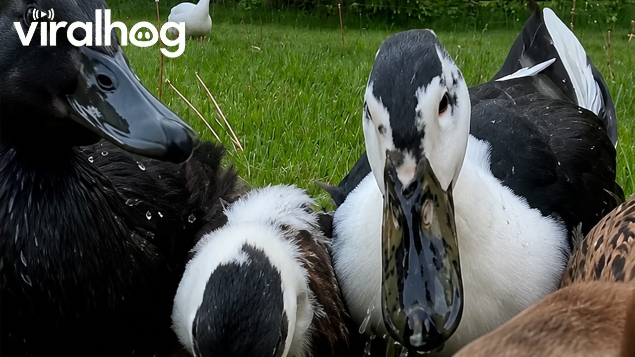 Nightly Peas With Waddling Ducks || ViralHog