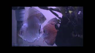 Download lagu Ikan-Ikan Kecil - Iwan Fals - Discus Hobby  (Seni Aquascape) mp3