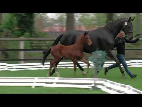 Meyer, Vitalis-Fürstenball-Rosenkavalier