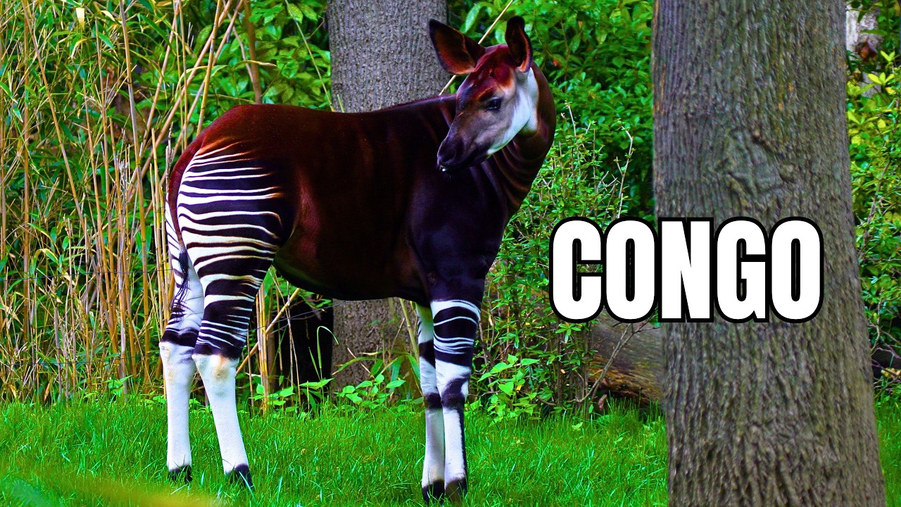 CONGO SELVAGEM | O Coração da África - Documentário