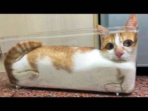 😂 Funniest 🐱 Cats And 🐶Dogs - Awesome Cute Pet Animals&#39 Life 😇