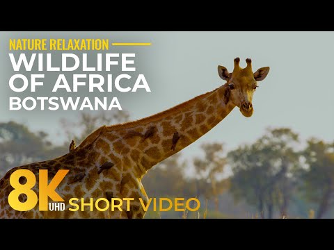8K HDR Wildlife of Okavango Delta & Nxai Pan National Park - Short Animal Film