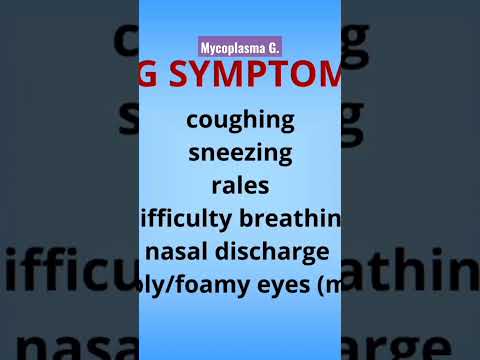 , title : 'Sneezing chicken 😫 Respiratory disease Mycoplasma Gallisepticum #chickens #raisingchickens'
