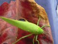 katydid chirping/beeping compilation @foxyGamerAu