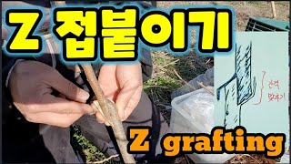 Z접목 Z접붙이기