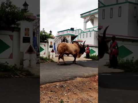 jallikattu whatsapp status video ❤️❤️plz support