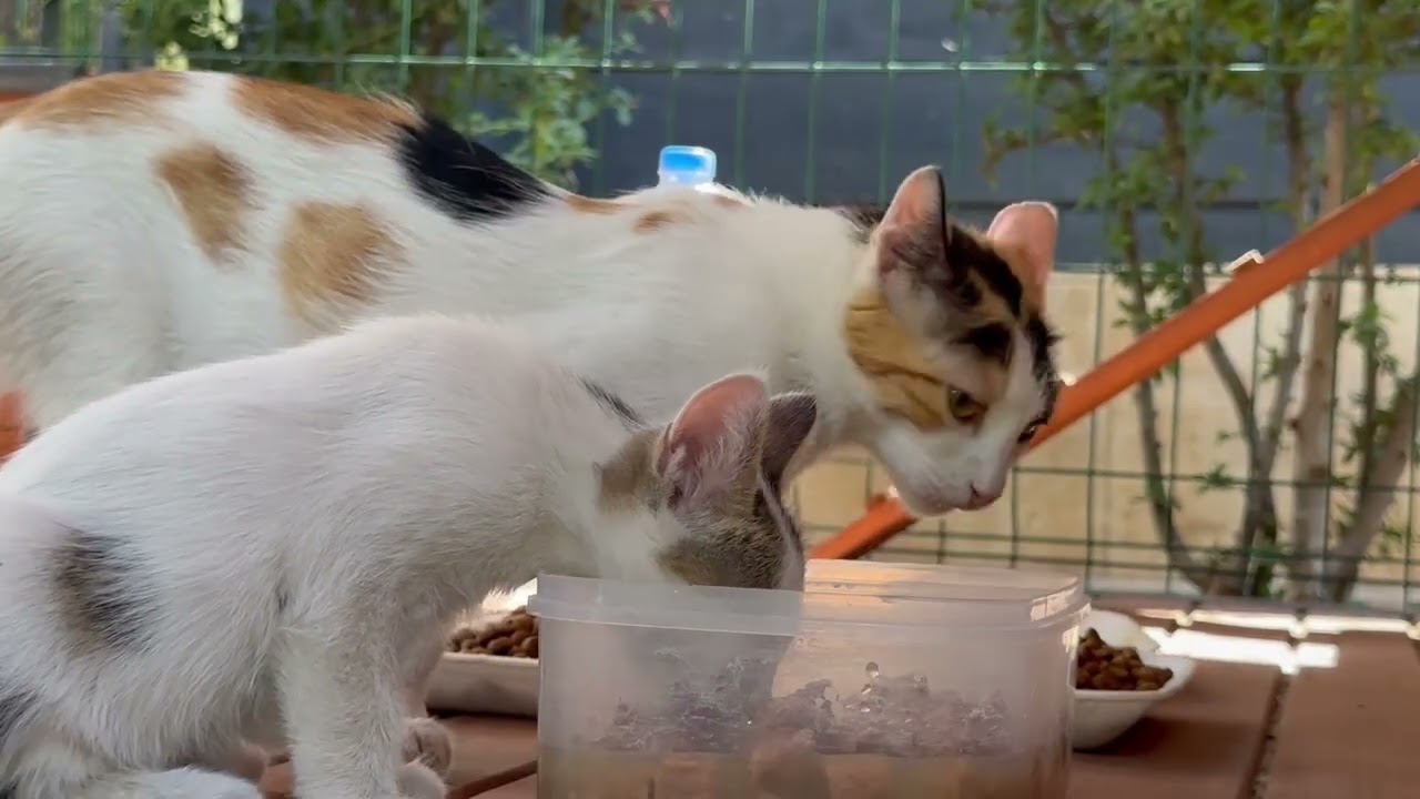 ŞANLIURFA’NIN 11 FARKLI NOKTASINA 12 KEDİ EVİ KURULDU