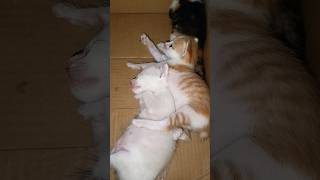 Download lagu lycunya mereka #cat mp3