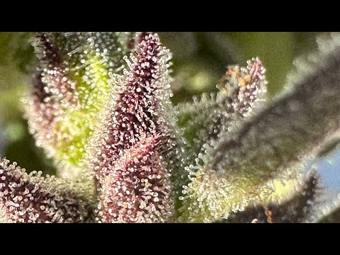 Review of the Mendo Purps