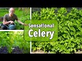 Growing Celery From Sowing To Harvest