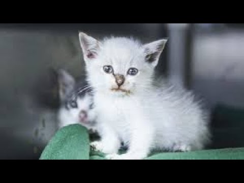 Should You Really Feed Feral Cats ? Amazing Survival Skills !