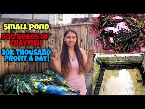 , title : 'Small Pond|500 Heads of CRAYFISH|30THOUSAND PROFIT A DAY!!|300 THOUSAND A MONTH!!CRAYFISH FARMING|😱😱'