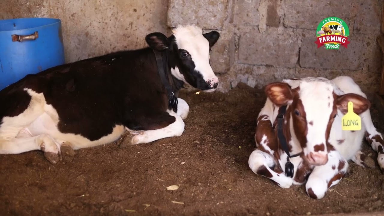 Dairy Farming with Premium Feeds