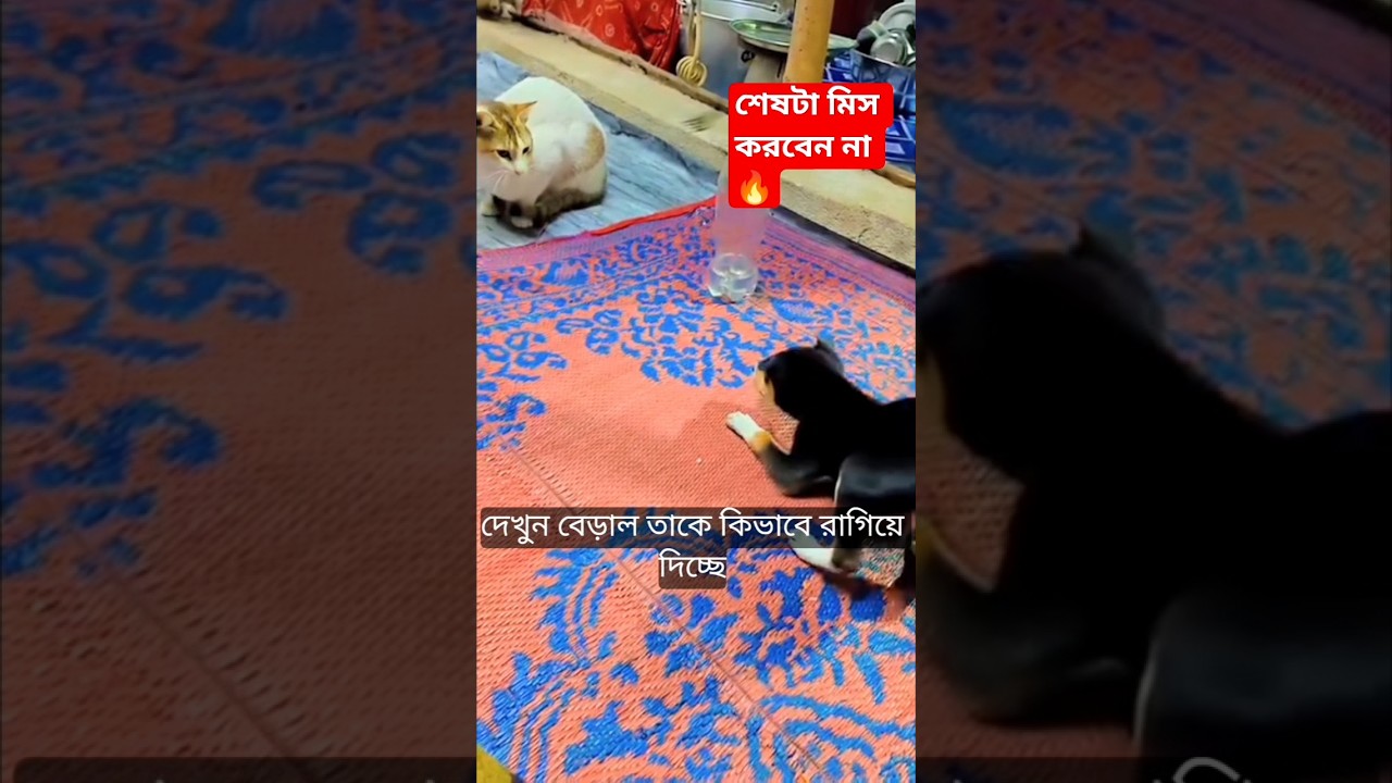 ধোসা আজ খুব রেগে আছে! চিকুর জ্বালাতন দেখুন 😂🐕 #shorts #funny #dhosa #chiku