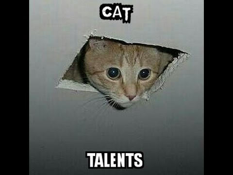 Cat talents? ??