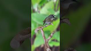 Download lagu Keajaiban Sikatan Rimba Dada Cokelat: Pesona Burung Cantik di Hutan S1E16 #bird #srdc #birdsinging mp3 Download lagu Keajaiban Sikatan Rimba Dada Cokelat: Pesona Burung Cantik di Hutan S1E16 #bird #srdc #birdsinging mp3