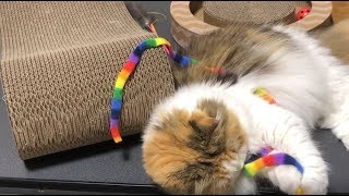 オキニ