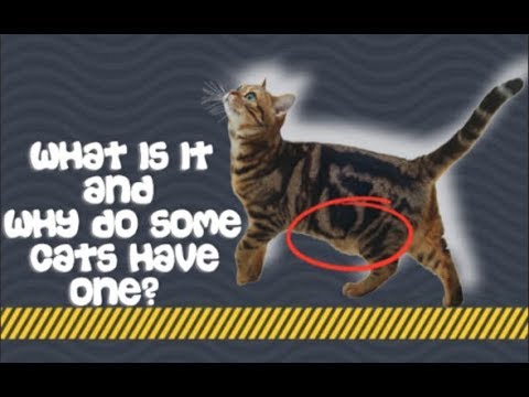 Is this normal? Cats | The Primordial Pouch