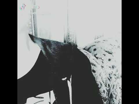 Auris X Armiokas- Prisikelimas