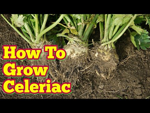 download lagu mp3 mp4 Grow Celeriac Uk, download lagu Grow Celeriac Uk gratis, unduh video klip Grow Celeriac Uk