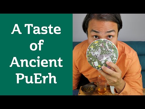 The Taste of Ancient PuErh - OLD TREE MAN SONG - Heaven Surveyor