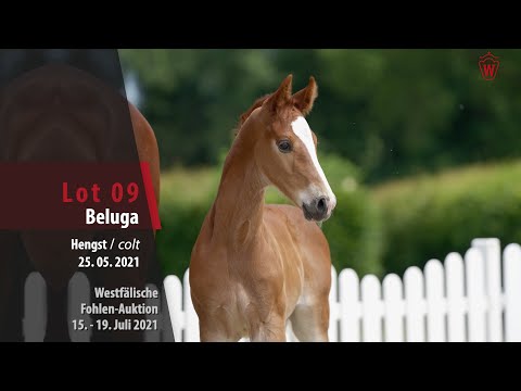 Westfälische Fohlen-Auktion Lot 9 Beluga Hengst v. Baccardi's Best - Don Bedo I