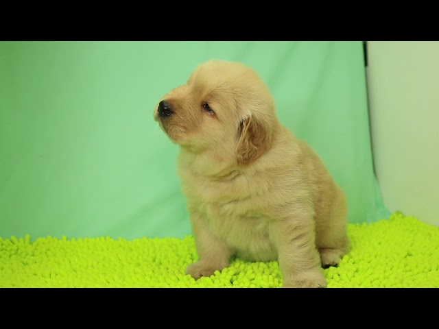 (子犬) 犬種:ゴールデン・レトリーバー 男の子 ブリーダー マロニエケンネル MARRONNIER KENNEL k2283の画像
