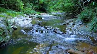 Download lagu RELAKSASI SUARA ALAM KICAU BURUNG LIAR DAN GEMERCIK AIR DI DALAM HUTAN mp3