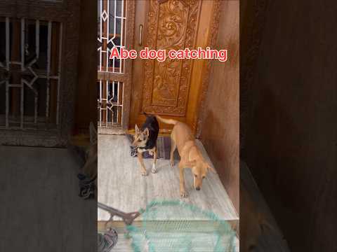 Dog catching Yelahanka city #dog @sanu-z9m3d
