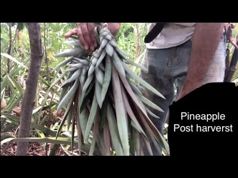 , title : 'What to do with your PINEAPPLE PLANTS after HARVEST | AGROFORESTRY | FOOD FORESTS |