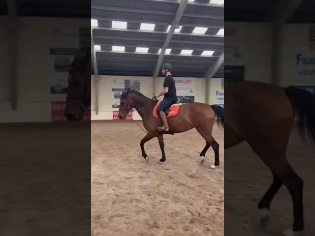 Joy T.V. – Jument KWPN 11 ans 1m66 CSO 105/110