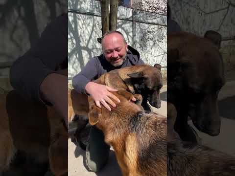 Mis perros. "Nada más importa" 💚