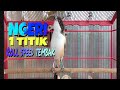 NGERI SATU TITIK TANPA GESER PANCINGAN MASTERAN CENDET MATERI KEKINIAN ROLL SPEED TEMBAK