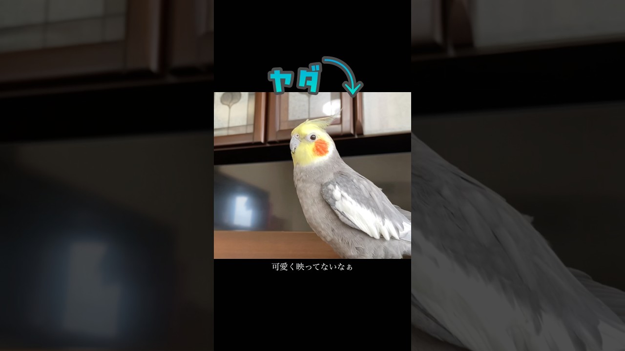 カメラ映りが悪いとテンションが下がるユーチューバードこはく#cockatiel #youtuber #オカメインコ