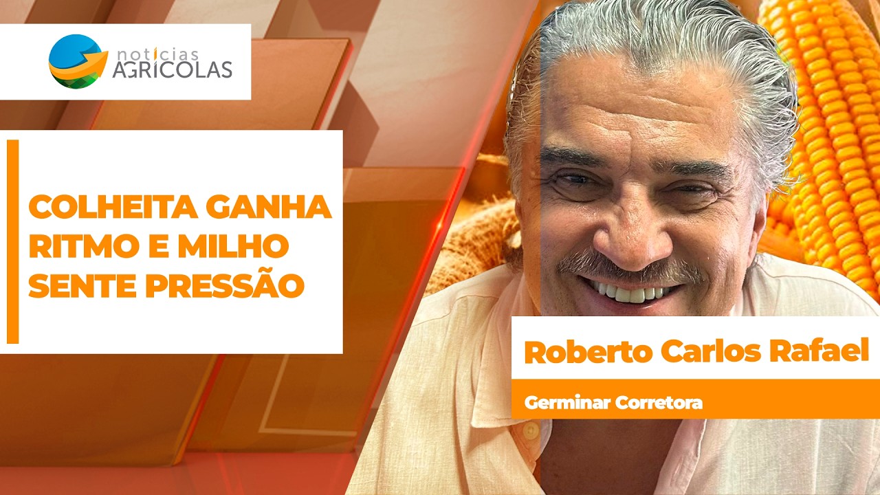 Com melhora do clima no Brasil, colheita do milho começa a ganhar ritmo e mercado deve sentir...