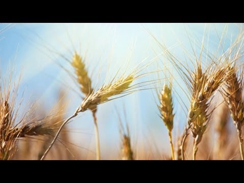 Getreide - Trailer Schulfilm Biologie