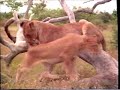 Really Wild Animals Swinging Safari RARE 1994 VHS