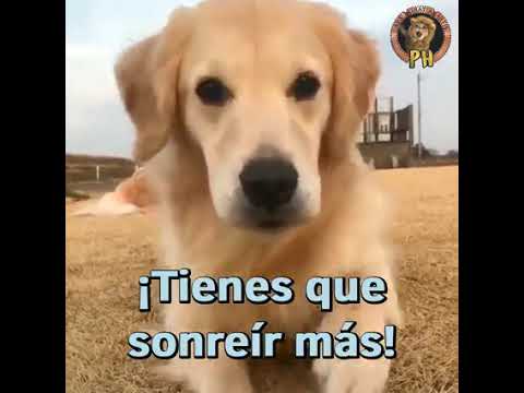 son lo mejor los perros